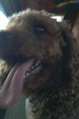 6/27일 부산 강서구청 부근에서 발견한 갈색 푸들(여/1~2세추정) 주인찾습니다.