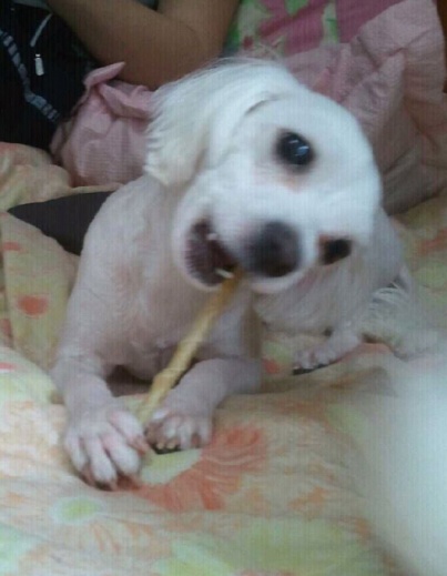 서울시강서구 가양동에서 분실한 강아지 찾습니다.