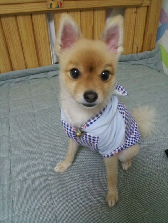 대구달서구 상인동 포메라니안 미키를 찾습니다.