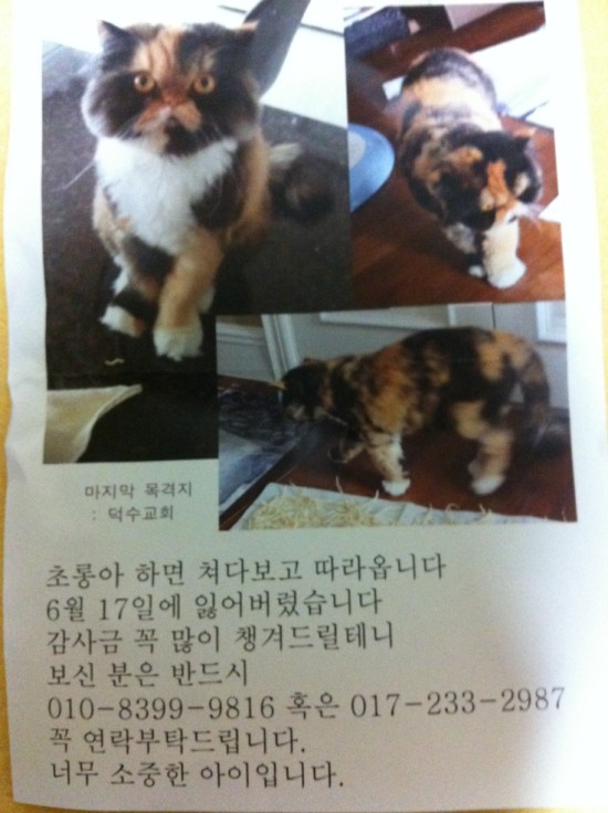[찾아요]고양이 - 서울성북구 성북동(6월17일 잃었습니다)