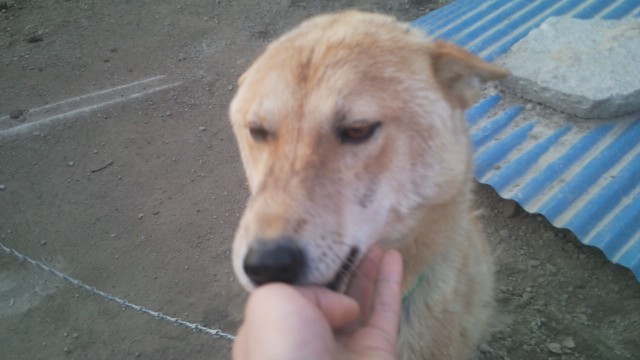 [전북 익산] 사라진 저희집 진돗개를 찾습니다.