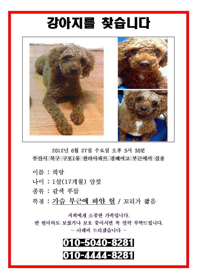 부산 북구(구포-덕천) 갈색 푸들