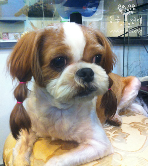 [D12-038관외] 애견샵에 버려진 시츄 