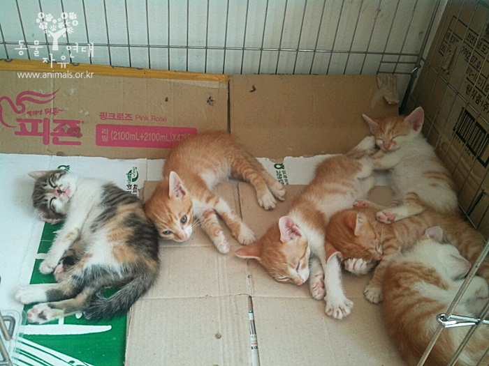 [D12-039관외]아파트 경비실에서 크고있는 고양이 7마리