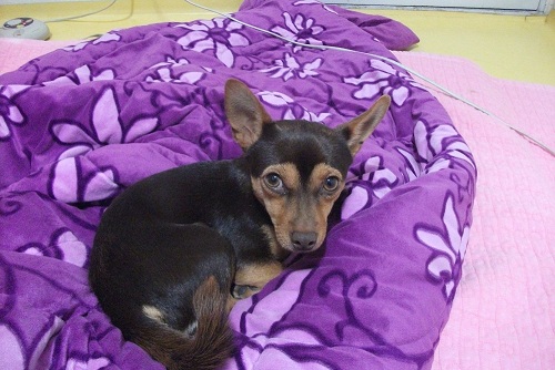 부산초콜릿색 미니핀믹서(해운대경찰서근처동부센트리빌 정문앞아침08:30)