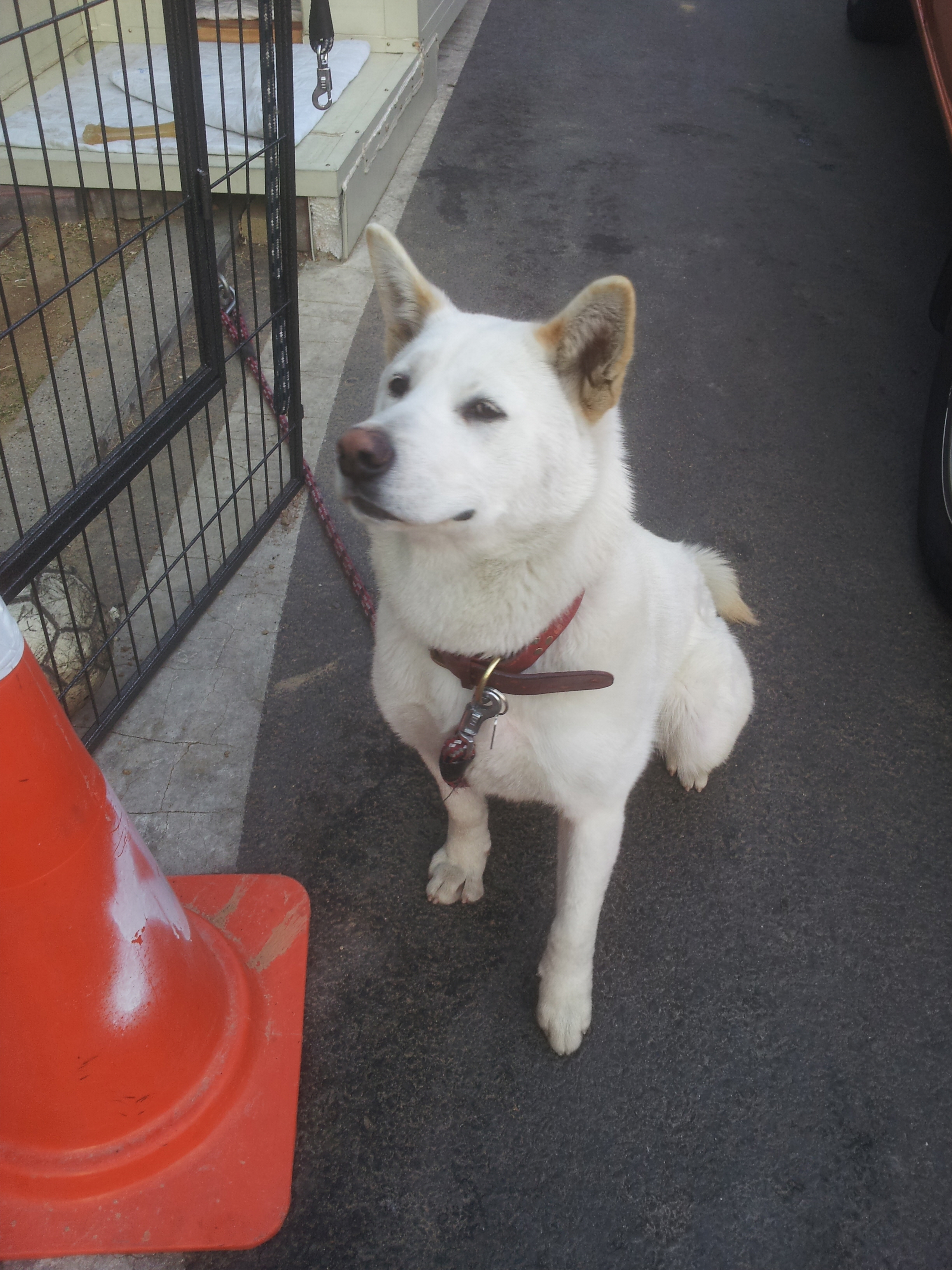 진돗개 암컷 하니를 찾습니다.