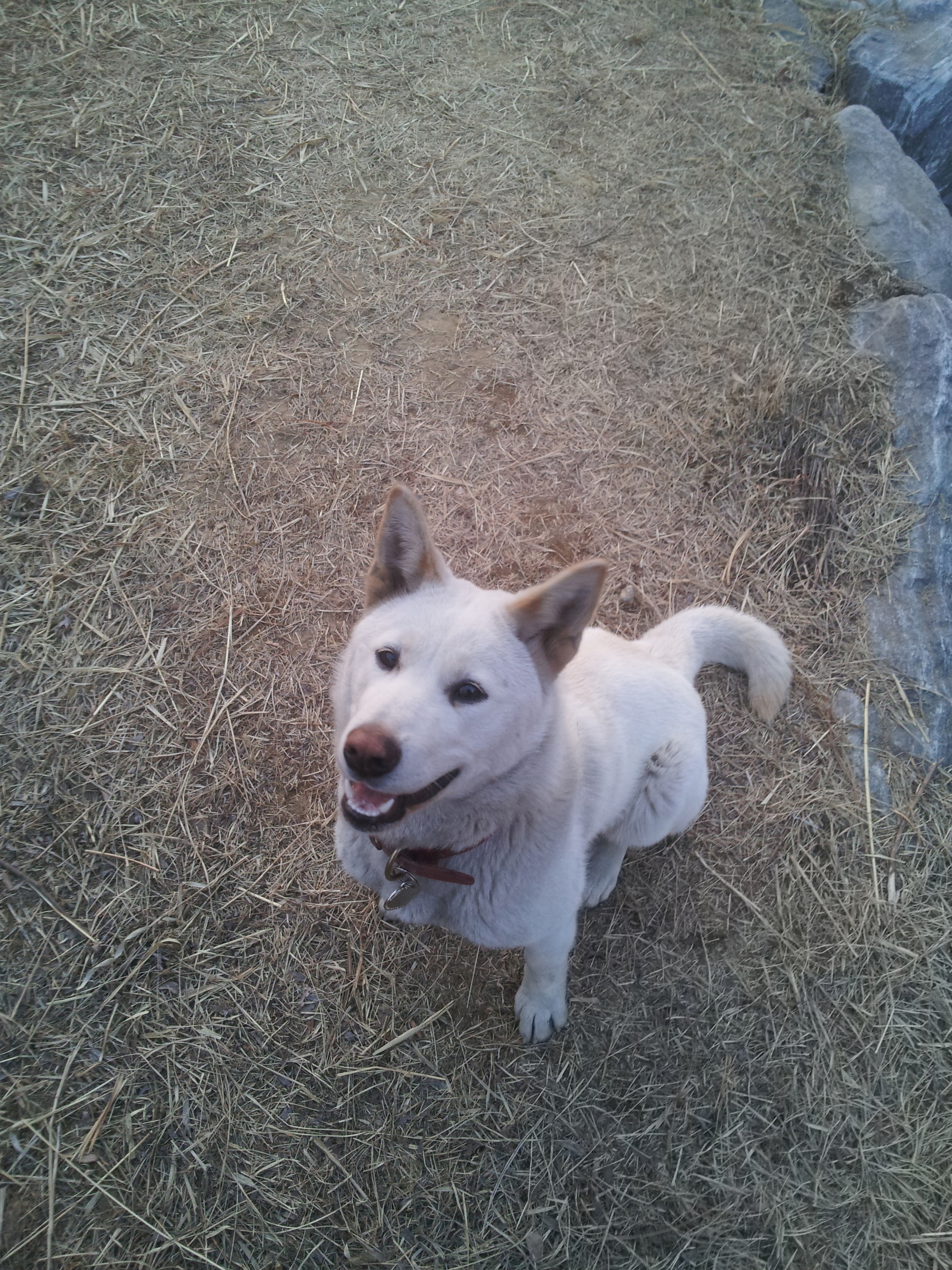 진돗개 암컷 하니를 찾습니다.