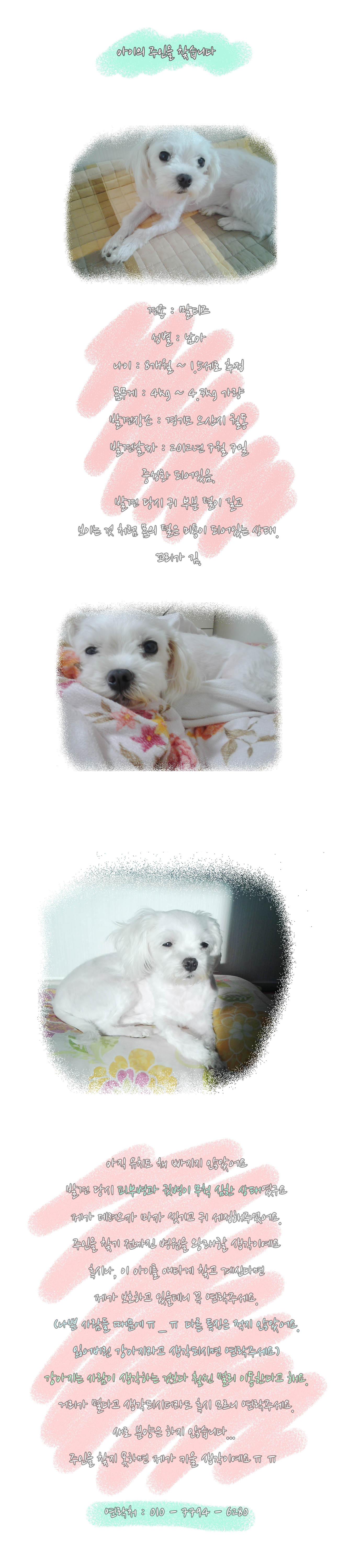 강아지 주인을 찾습니다.(말티즈 남아)