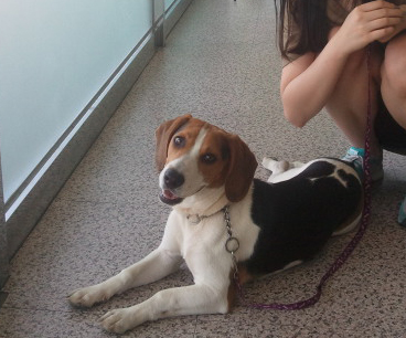 대구 수성구 시지/ '비글' 주인찾습니다.