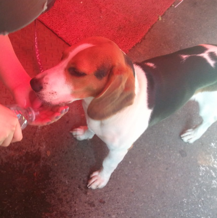 대구 수성구 시지/ '비글' 주인찾습니다.