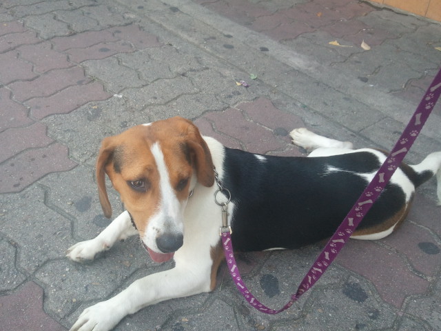 대구 수성구 시지/ '비글' 주인찾습니다.