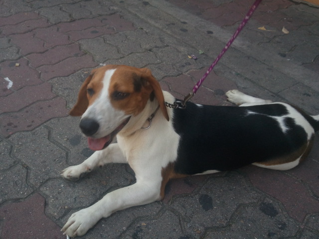 대구 수성구 시지/ '비글' 주인찾습니다.