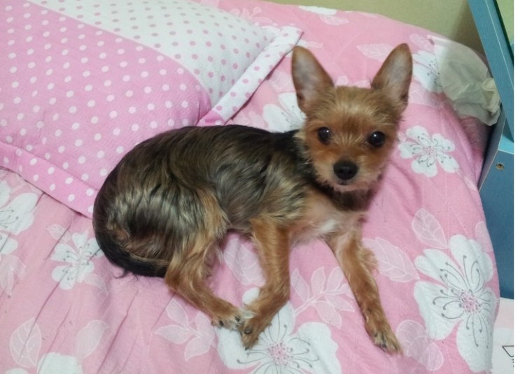 인천 남구에서 강아지를 찾습니다 