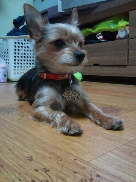 인천 남구에서 강아지를 찾습니다 