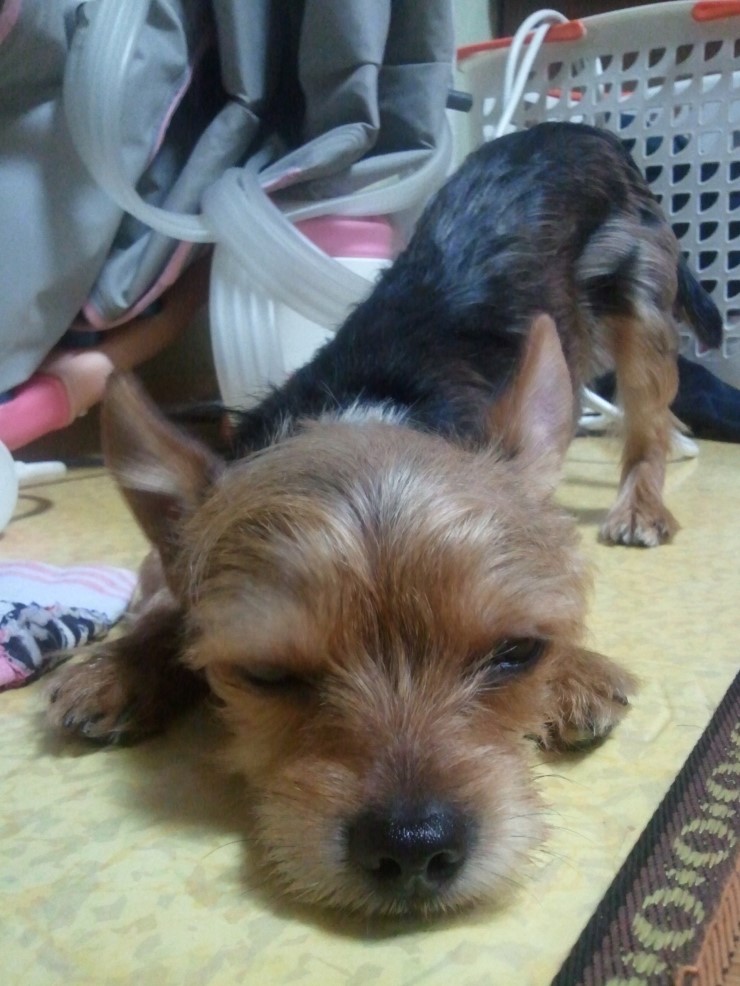 인천 남구에서 강아지를 찾습니다 