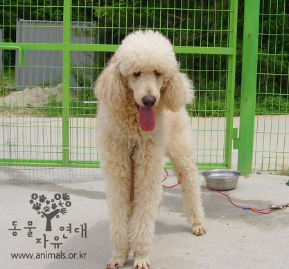 [D12-042관외]애견샵에 버려진 아이 