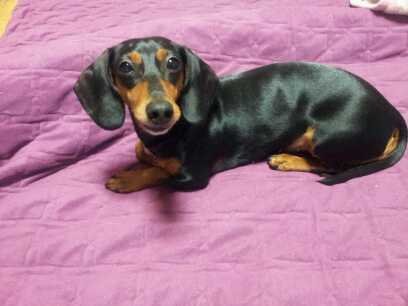 단모종 닥스훈트 여아를 찾습니다.