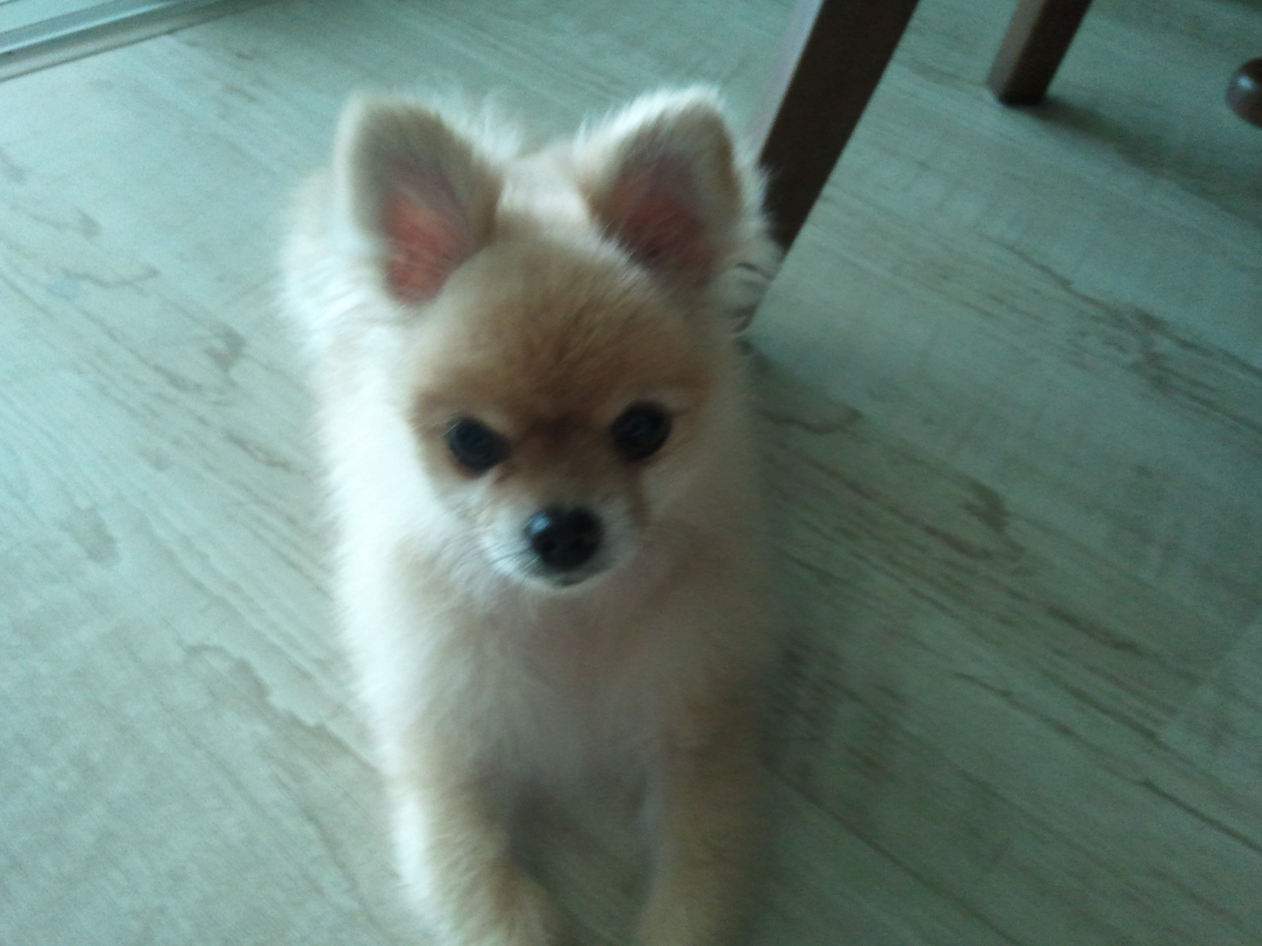 포메라니언 여자아이