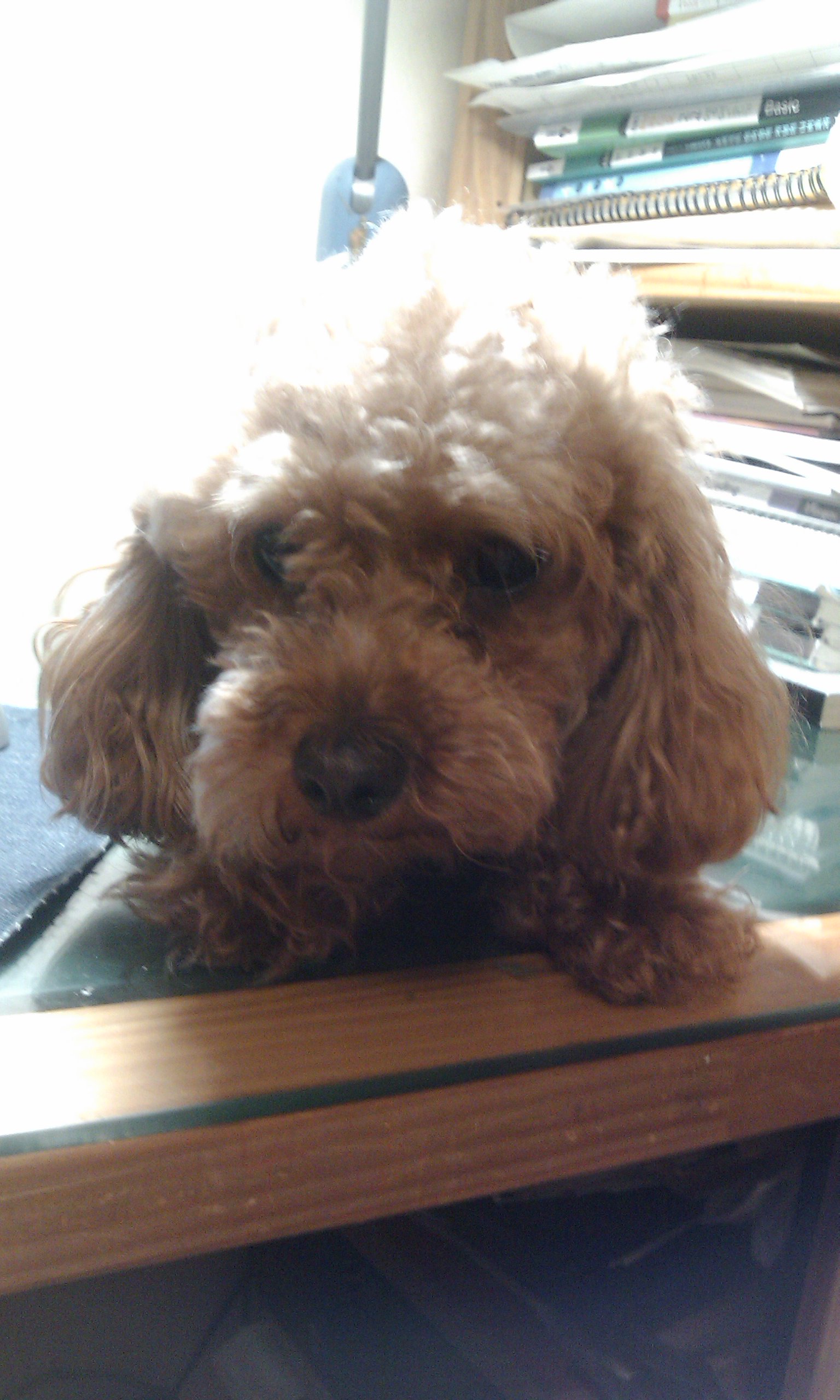 갈색푸들초코를찾습니다.