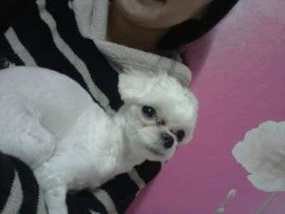 압구정에서 잃어버린 말티즈 여아 사랑일찾아요