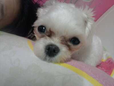 압구정에서 잃어버린 말티즈 여아 사랑일찾아요