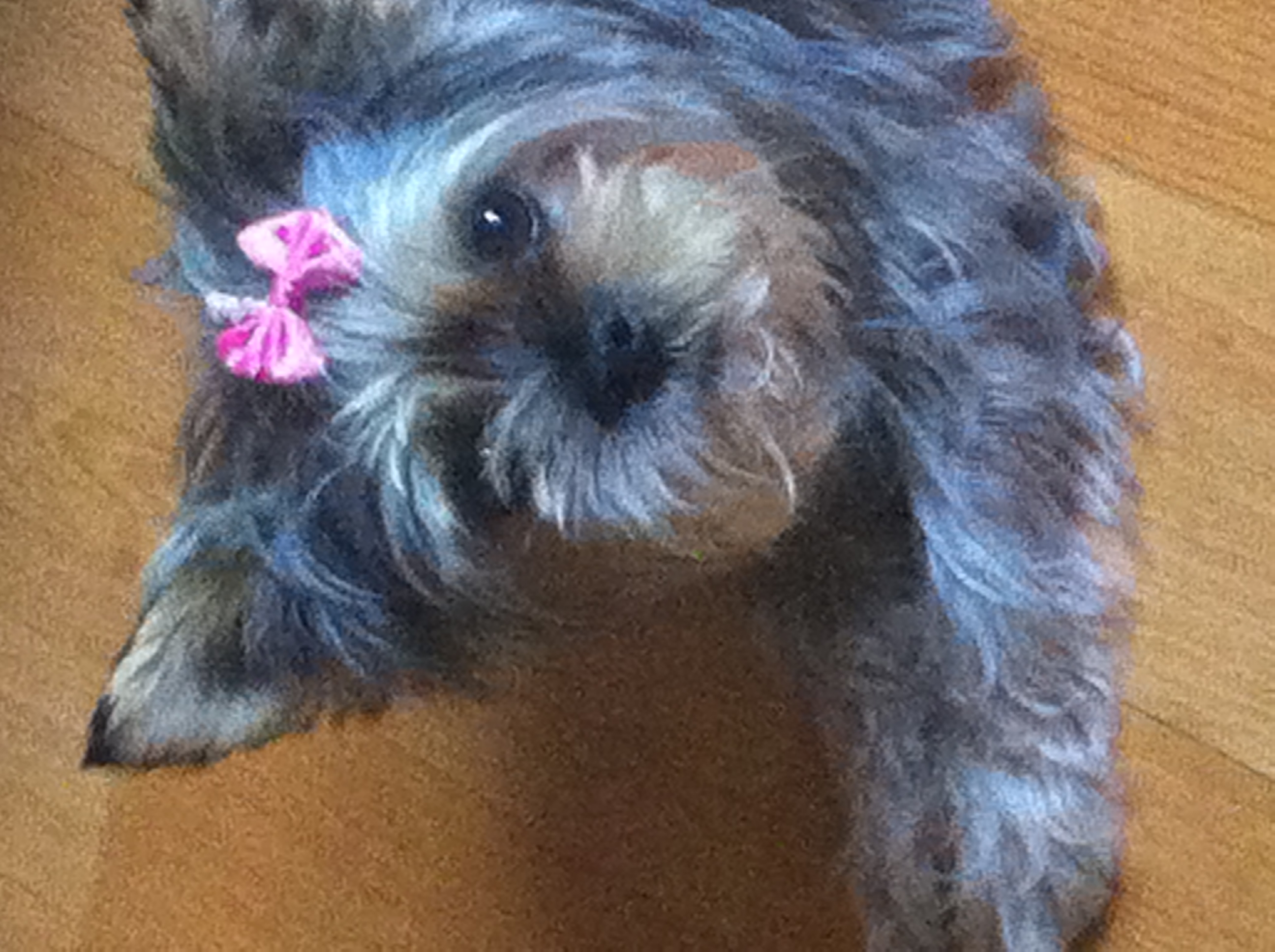 믹스견 회갈색 여아 강아지를 찾습니다