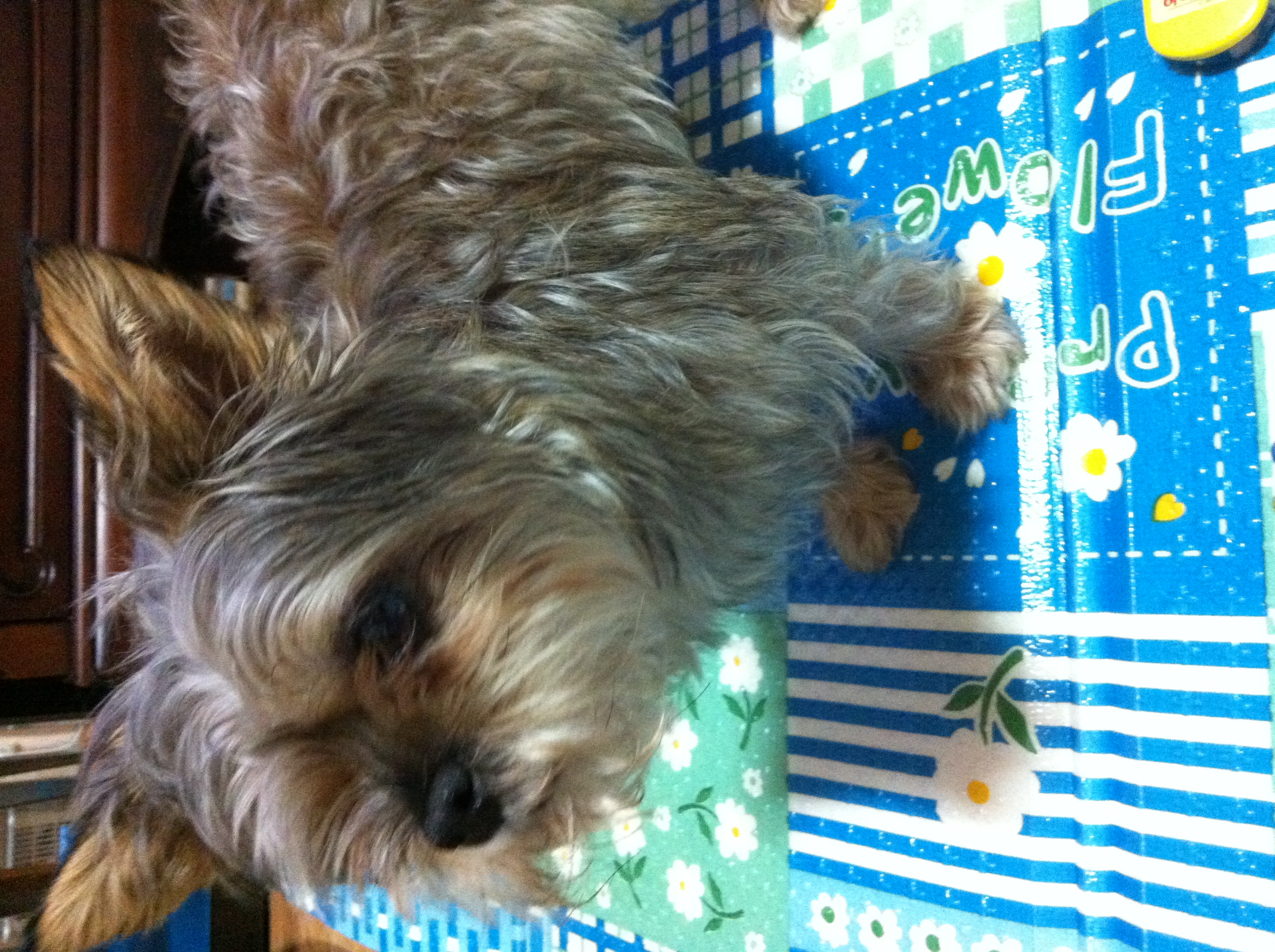 믹스견 회갈색 여아 강아지를 찾습니다