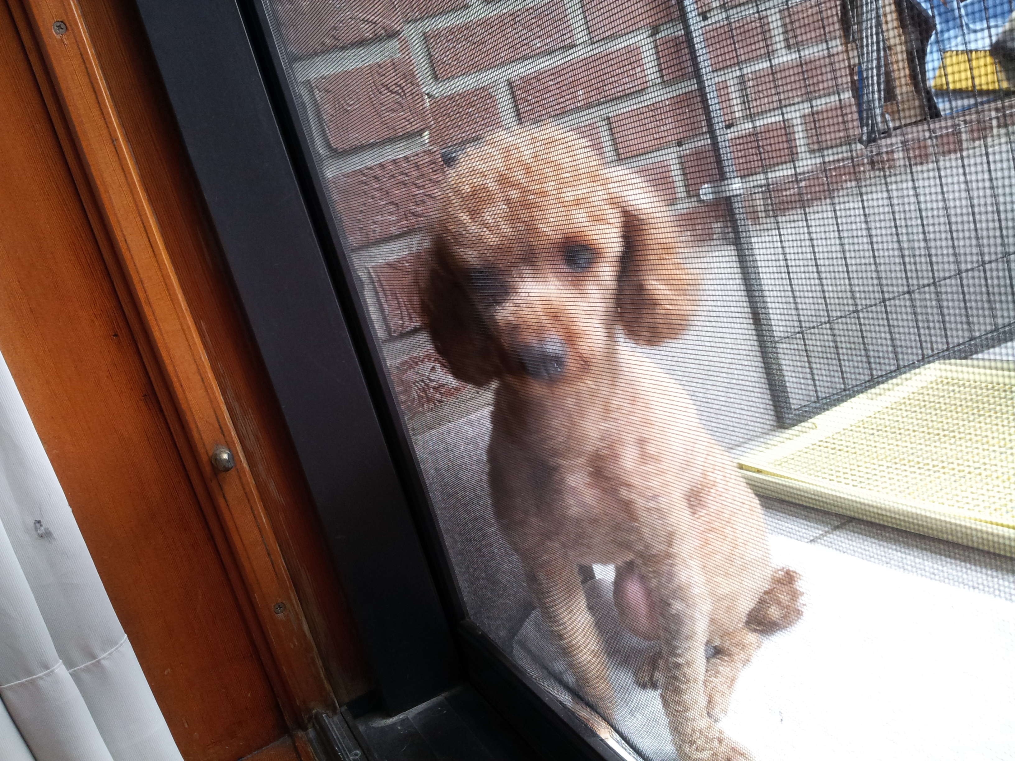 논현동 학동공원근처 푸들주인 찾아요