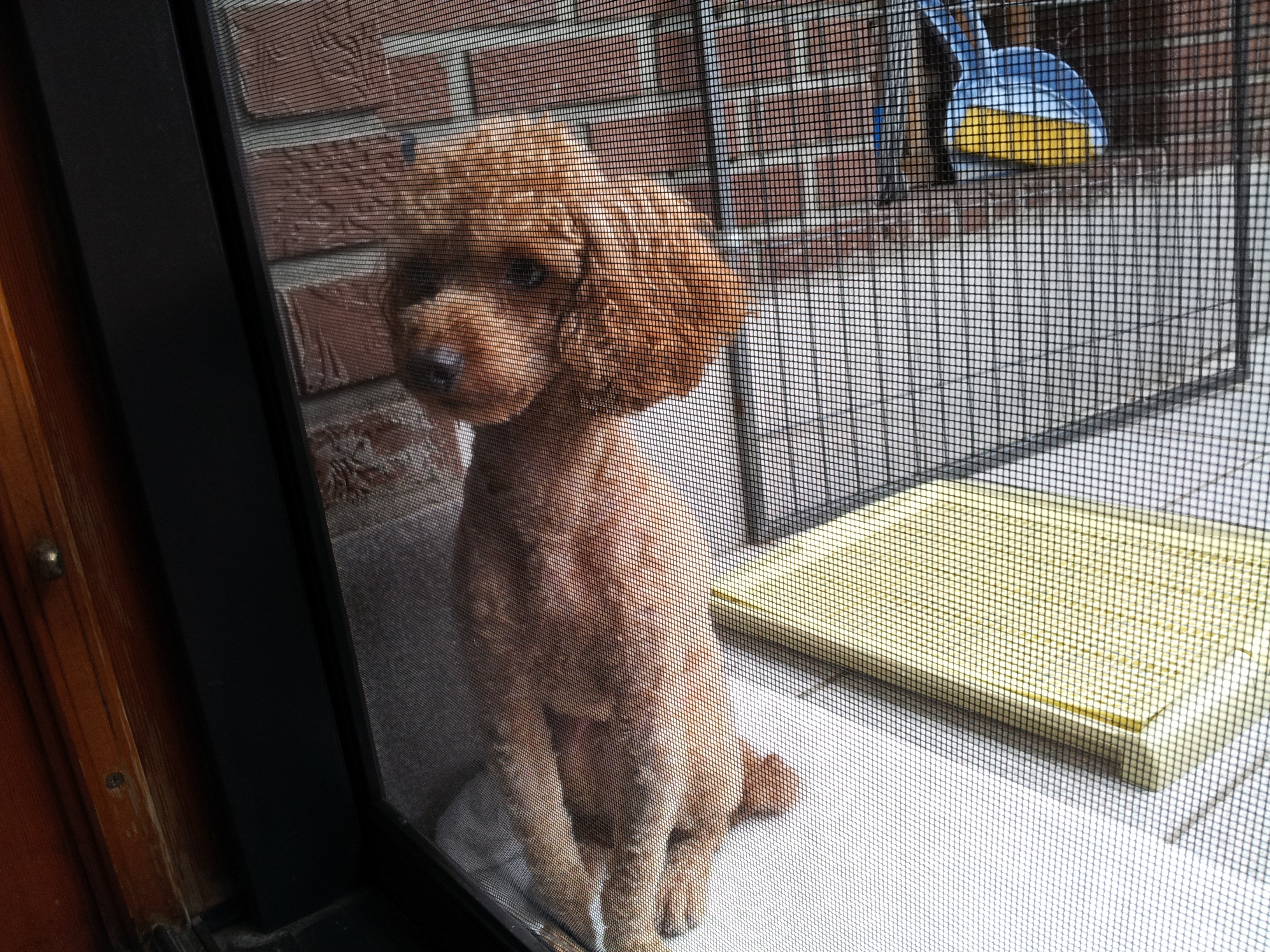 논현동 학동공원근처 푸들주인 찾아요