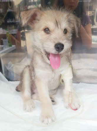 [D12-043관외] 길거리를 헤매다 임신까지 한 어미 슈나우져의 4남매 아기들