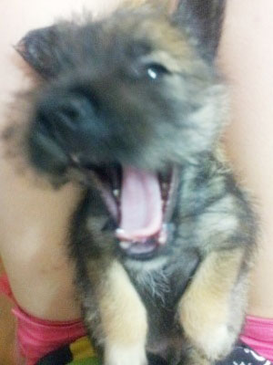 [D12-043관외] 길거리를 헤매다 임신까지 한 어미 슈나우져의 4남매 아기들