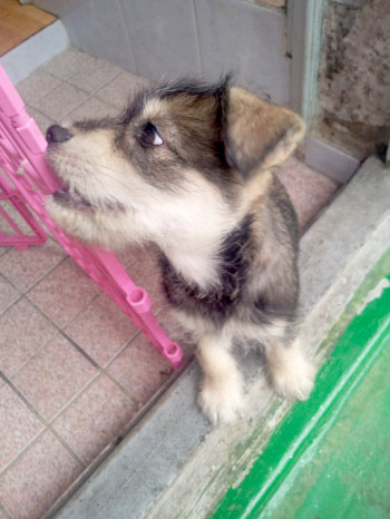 [D12-043관외] 길거리를 헤매다 임신까지 한 어미 슈나우져의 4남매 아기들