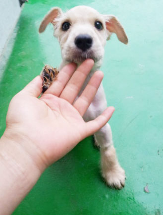 [D12-043관외] 길거리를 헤매다 임신까지 한 어미 슈나우져의 4남매 아기들