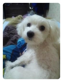 부산에서 말티 여아를 애타게 찾아요