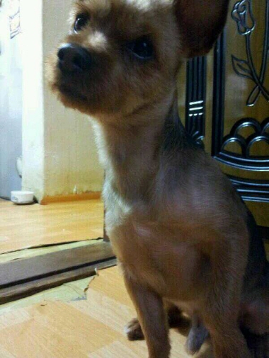 종로구 숭인동 또는 보문동근처 우리호비를 찾습니다