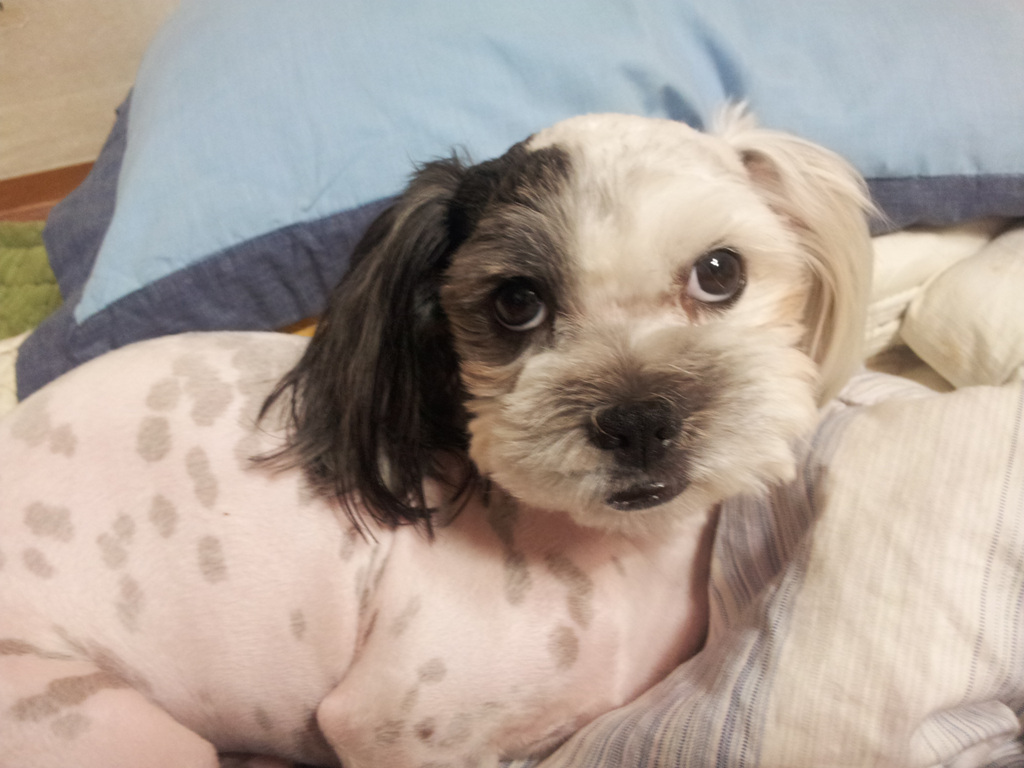 경상남도 진주 : 돌비를 찾습니다.