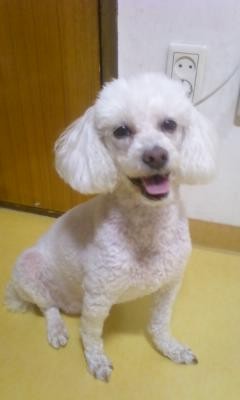 서울 신길동 흰색 푸들 여아 잃어버렸어요