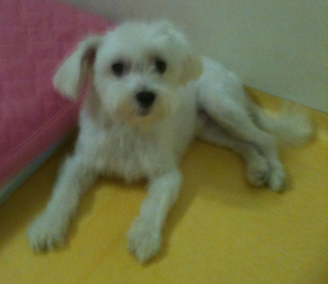 광주광역시 서구 농성동 삼익아파트내에서 말티스(남) 실종