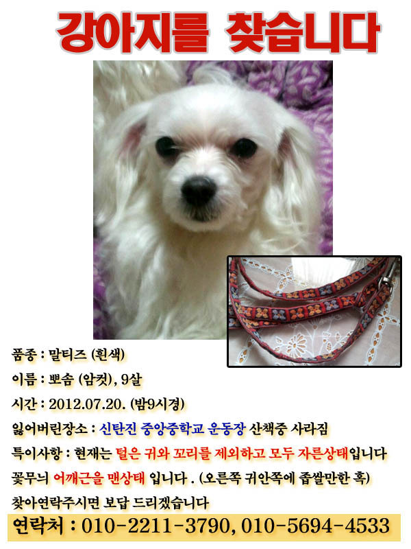 대전신탄진 중앙중학교 운동장 에서  7/20  밤 9시경 말티즈 분실