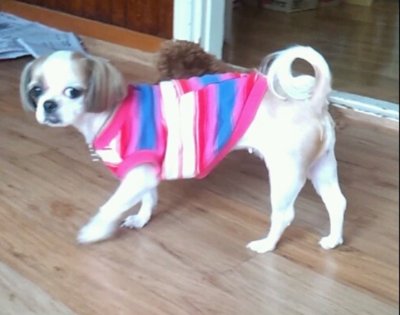 인천 남동구 만수2동 몽실이(시추)를 찾습니다.