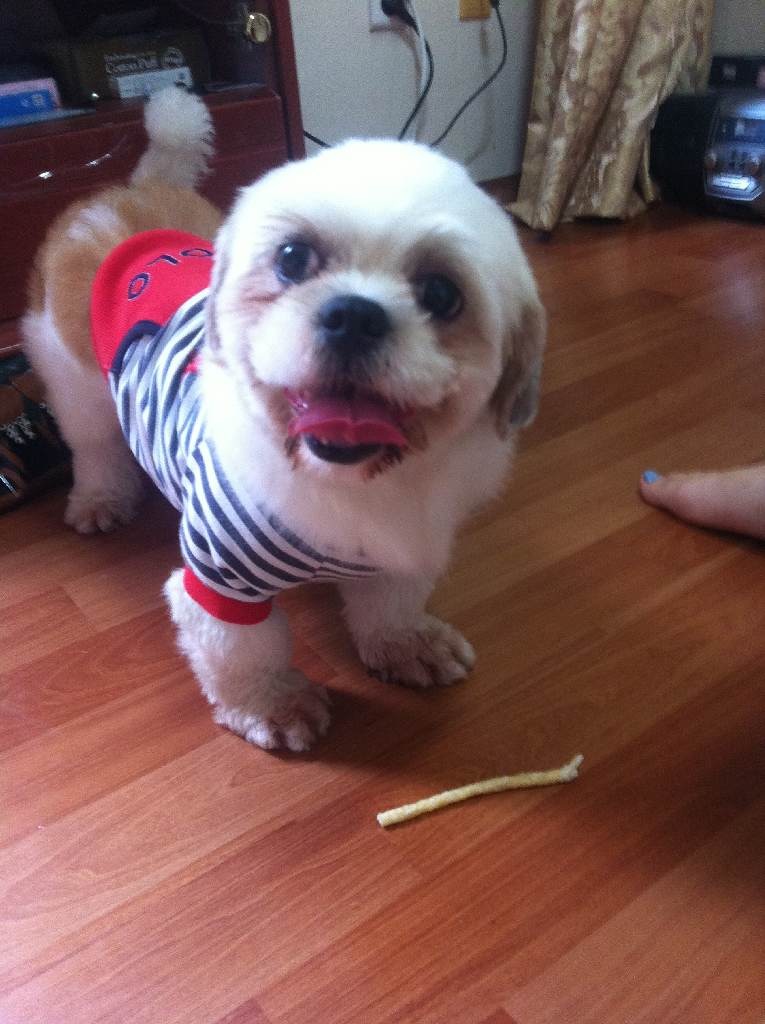 신림동 당곡사거리 근처에서 발견한 시츄 임보중입니다. 주인 혹은 새로운 주인을 찾습니다.