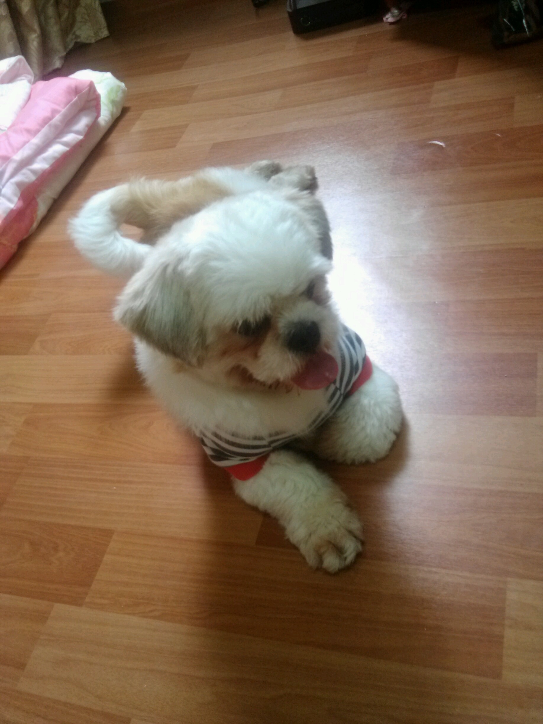 신림동 당곡사거리 근처에서 발견한 시츄 임보중입니다. 주인 혹은 새로운 주인을 찾습니다.