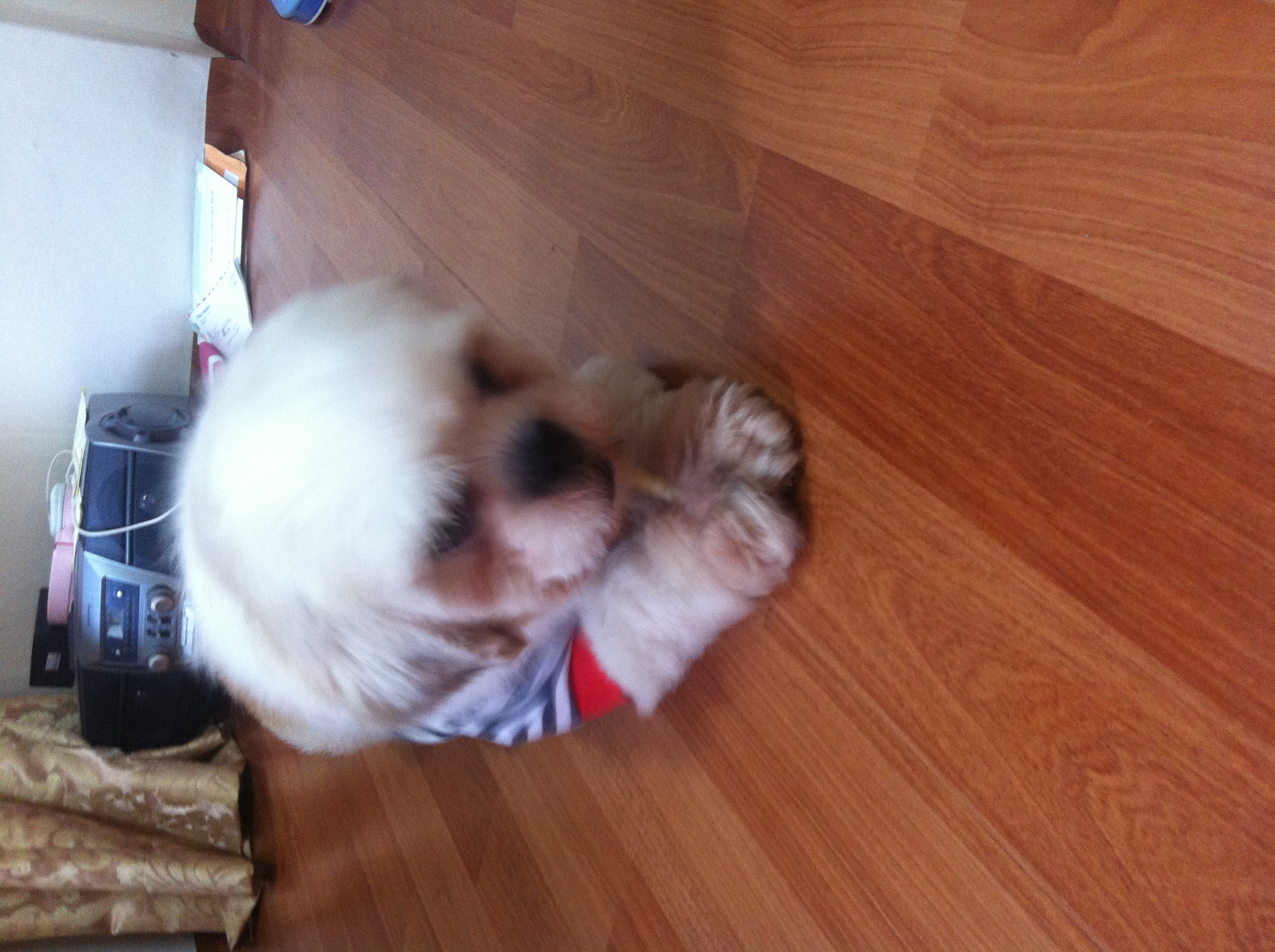 신림동 당곡사거리 근처에서 발견한 시츄 임보중입니다. 주인 혹은 새로운 주인을 찾습니다.