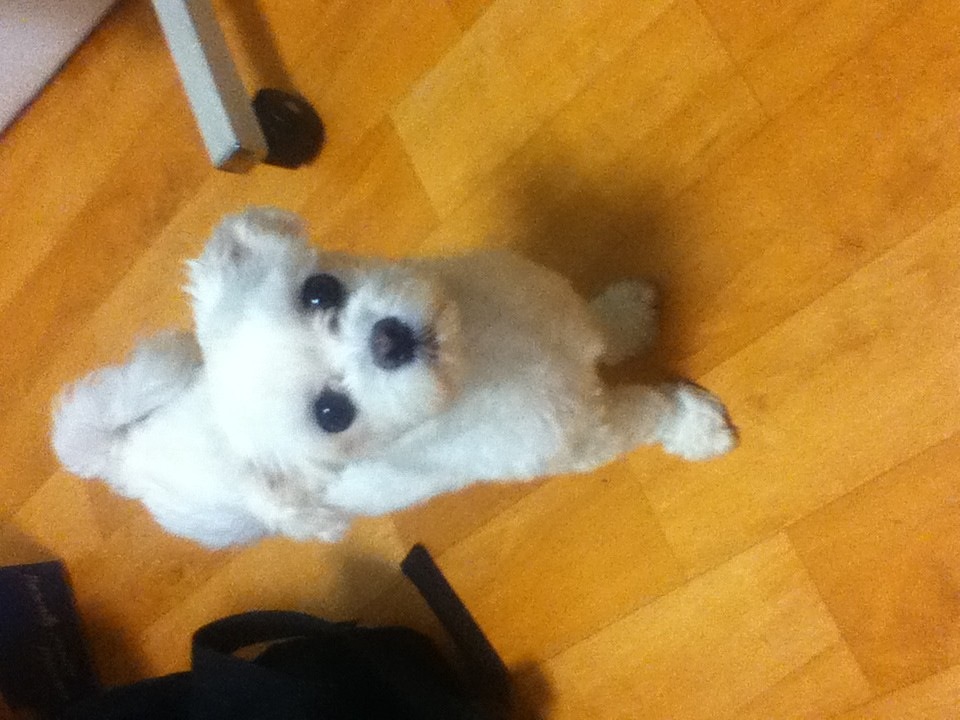 서울시 강동구 상일동에서 잃어버린 말티즈, 모아를 찾습니다