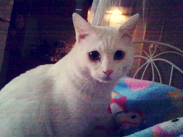 성남시수진1동에서터키쉬앙고라를찾습니다 단모종이구요