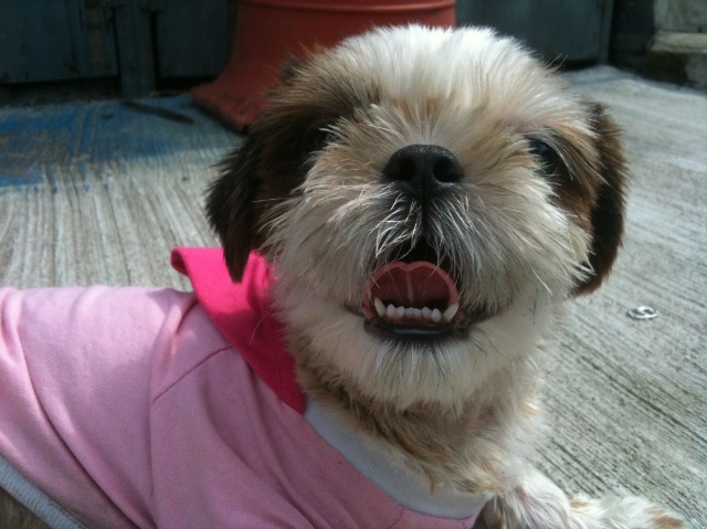 시추남아보호중(서울강북구)