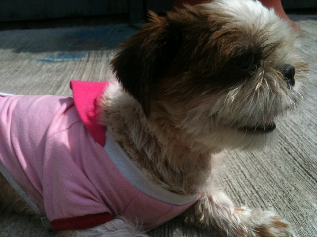 시추남아보호중(서울강북구)