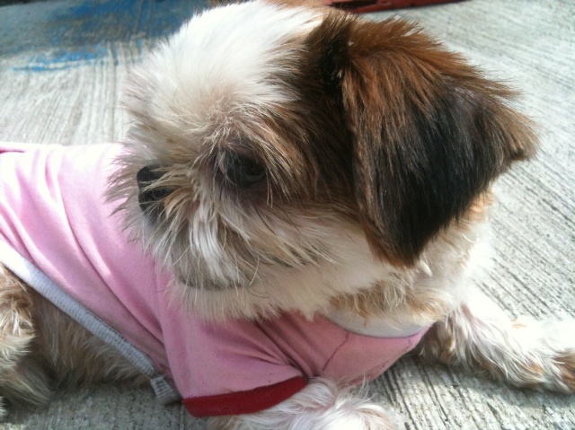 시추남아보호중(서울강북구)