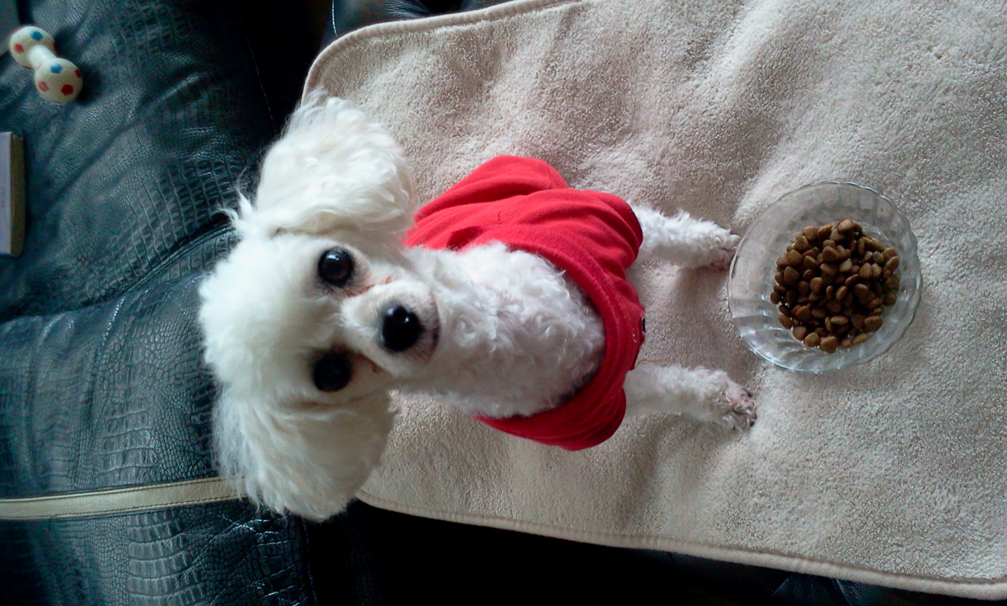 흰색푸들찾아요(인천)