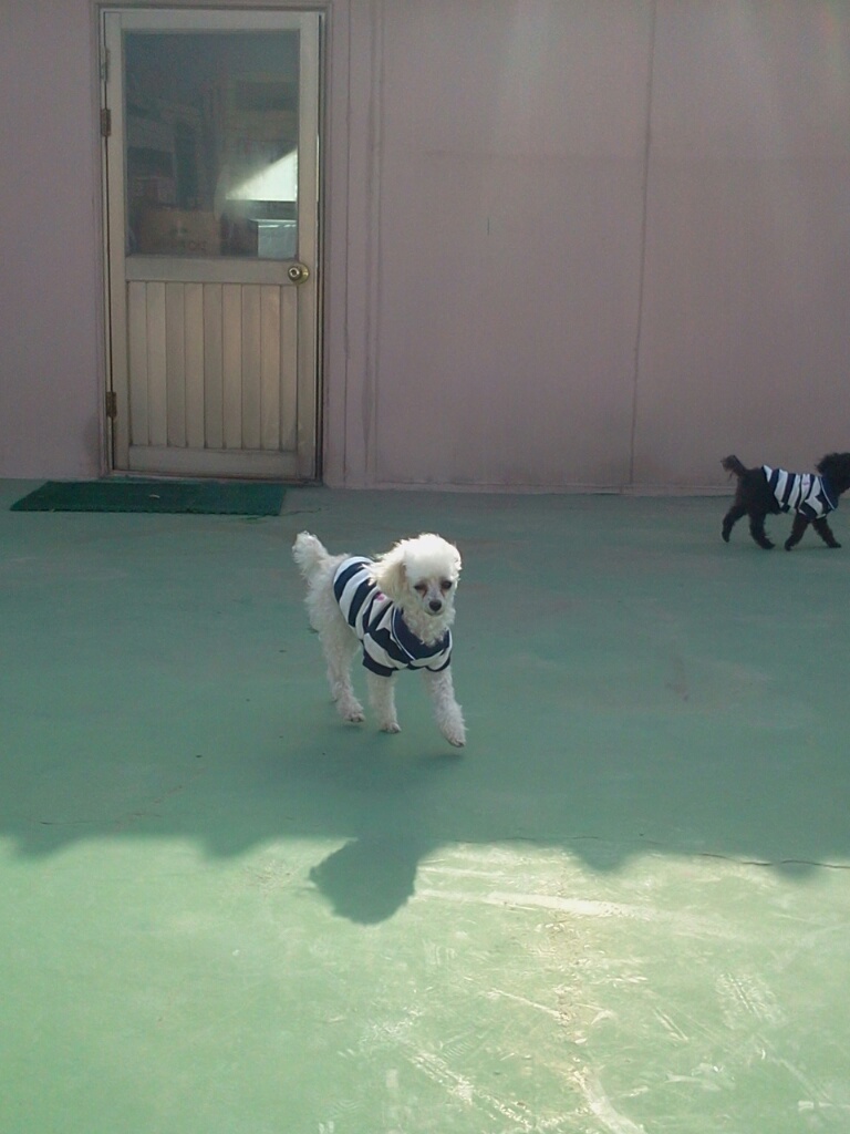 흰색푸들찾아요(인천)